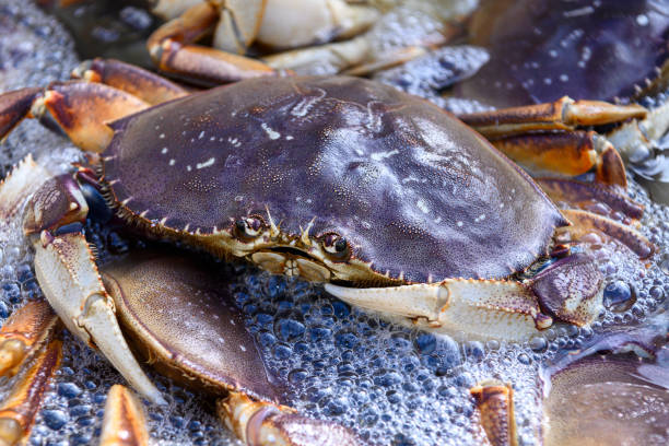istock Live Dungeness Crabs in Shipping Container 1200601304