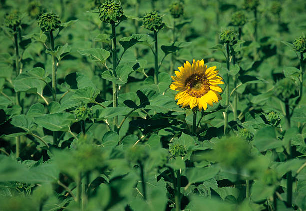 Sunflower Field with Flower stock photo