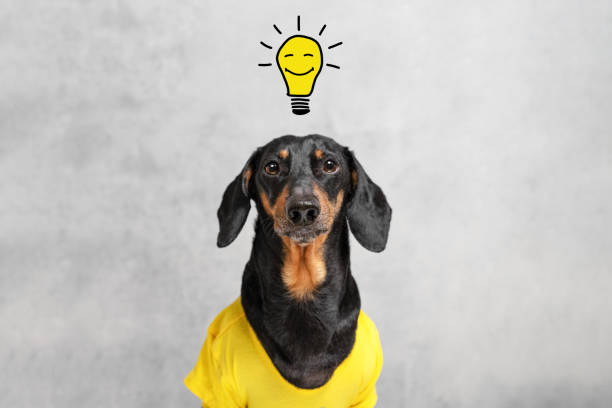 smart and clever dog  dachshundwith a light bulb with a smile, over your head. having an idea. smart and clever dog  dachshundwith a light bulb with a smile, over your head. having an idea. hound photos stock pictures, royalty-free photos & images