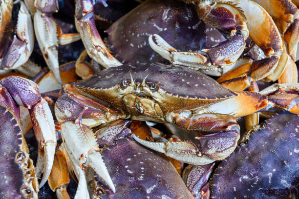 istock Live Dungeness Crabs in Shipping Container 1200602586