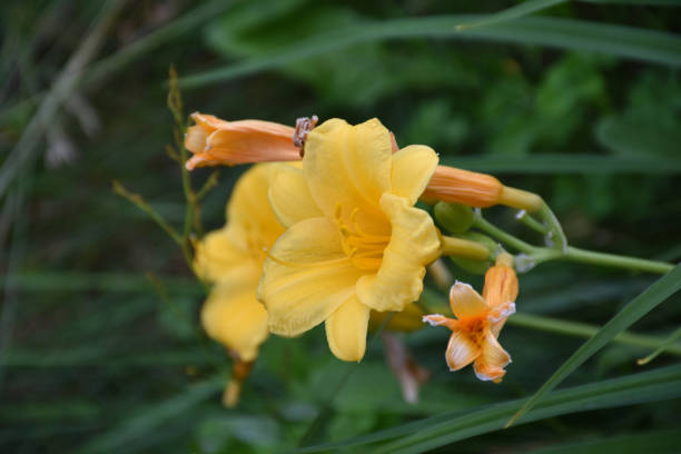 istock Pretty Blooming Day Lilies Flowering 1200602894