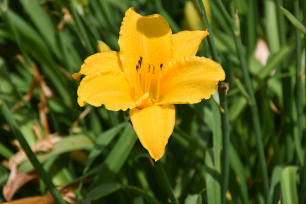 istock Pretty Blooming Day Lilies Flowering 1200602953