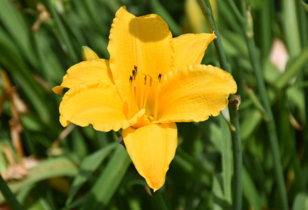 istock Pretty Blooming Day Lilies Flowering 1200603043