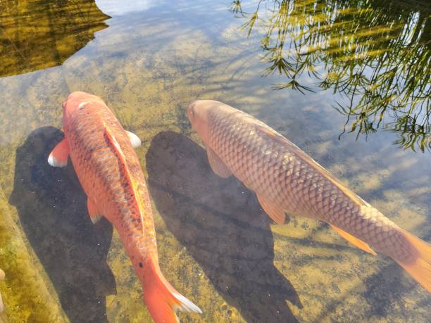 Orange And White Fish On Water