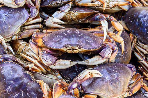 Live dungeness crabs (Metacarcinus magister) being offloaded, from a fishing boat, into a shipping container for transport to market.\n\nTaken in Half Moon Bay, California, USA