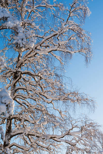istock Snowy birch tree covered with snow against blue sky 1200603943