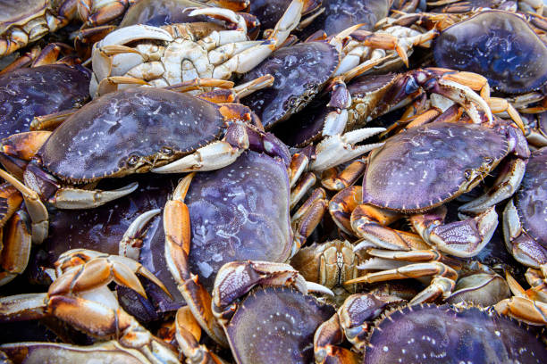 istock Live Dungeness Crabs in Shipping Container 1200605017
