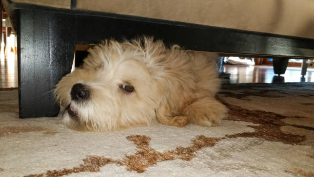 istock Golden doodle under the couch 1200606217