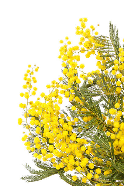 istock branch of  mimosa on a white background 120060641