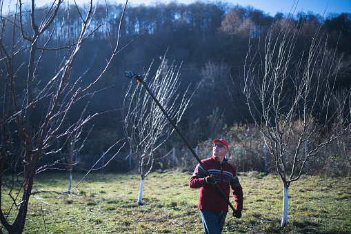 Three quarter length person pruning a tree with professional long scissors in orchard.