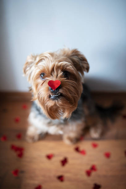 istock Cute Dog With Red Heart On His Nose. 1200610131