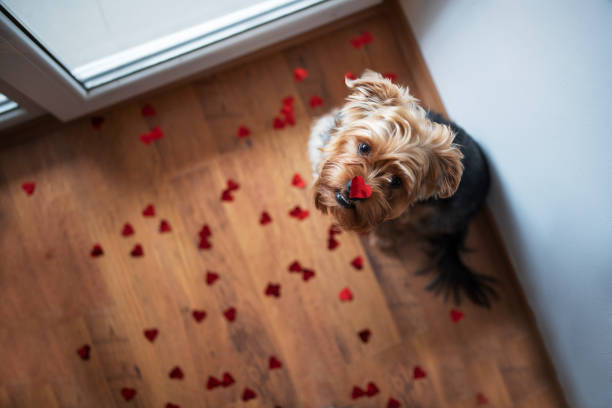 Top view of little cute dog with red heart on his nose.