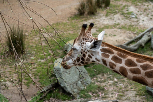 istock giraffe in the Zoo; giraffe eating grass 1200610379