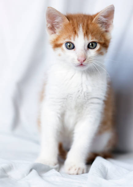 Close-up of cute kitten lying with sunlight.