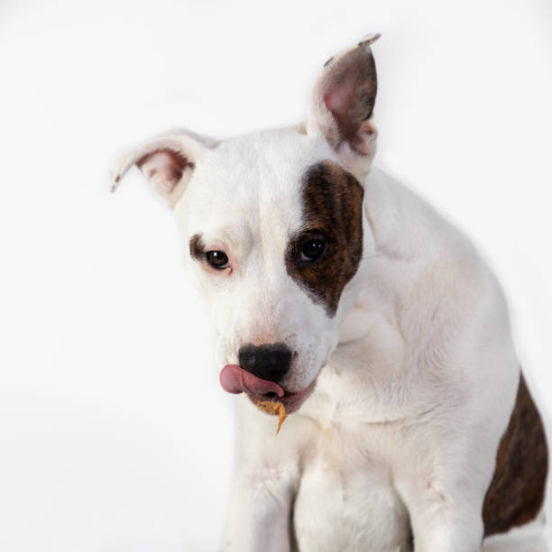 istock Dog Eating Peanut Butter 1200612519