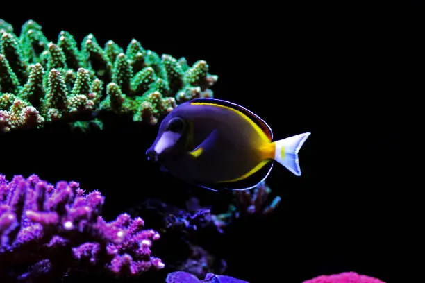 Photo of Powder brown tang - Acanthurus Japonicus