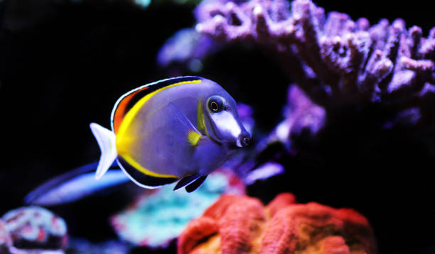 istock Powder brown tang - Acanthurus Japonicus 1200612531