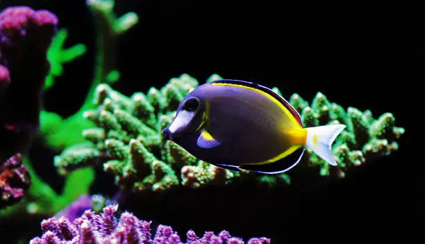 Photo of Powder brown tang - Acanthurus Japonicus