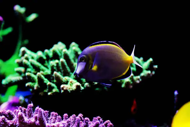 Photo of Powder brown tang - Acanthurus Japonicus