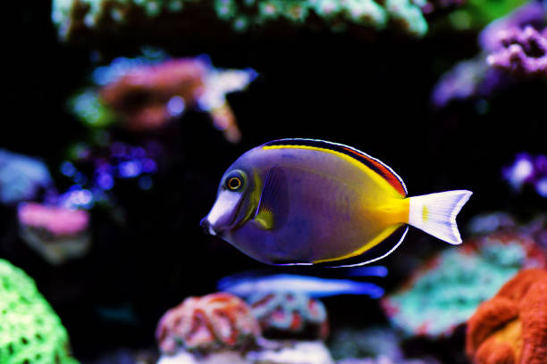 istock Powder brown tang - Acanthurus Japonicus 1200612539