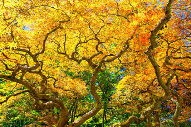 istock Twisted Trunks of Japanese Maple 1200613226