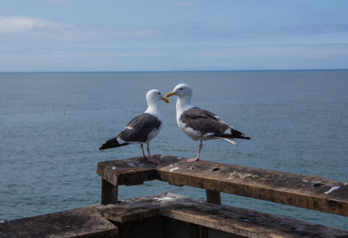 two seagull birds on an ocean pier ledge with beaks crossed