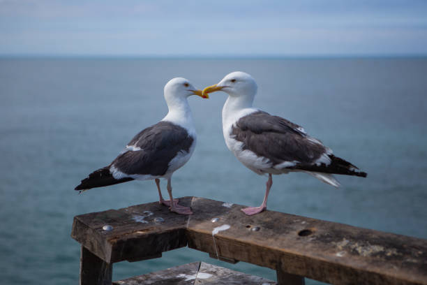 pair of nosey seagulls looking out to sea