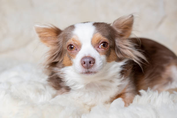 istock Long haired chihuahua posing at camera. 1200613786