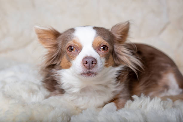 istock Long haired chihuahua posing at camera. 1200613854