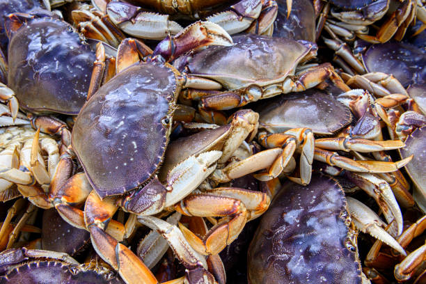 istock Live Dungeness Crabs in Shipping Container 1200614438