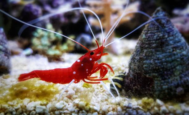 istock Red Blood saltwater cleaner shrimp - Lysmata Debelius 1200614906