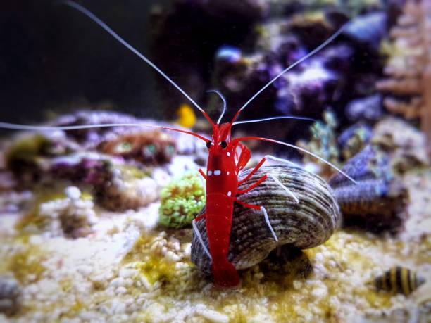 istock Red Blood saltwater cleaner shrimp - Lysmata Debelius 1200614907