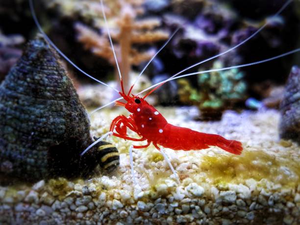 istock Red Blood saltwater cleaner shrimp - Lysmata Debelius 1200614908