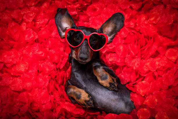 istock valentines wedding dog in love 1200616809