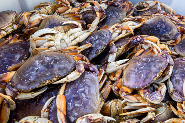 istock Live Dungeness Crabs in Shipping Container 1200619458
