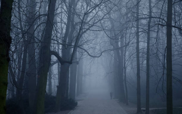 istock Royal Park in Warsaw, Fog 1200619664