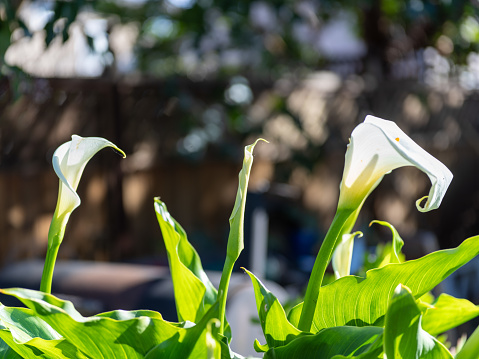 Three Cala Lilies during a sunny winter day in the Bay Area, California