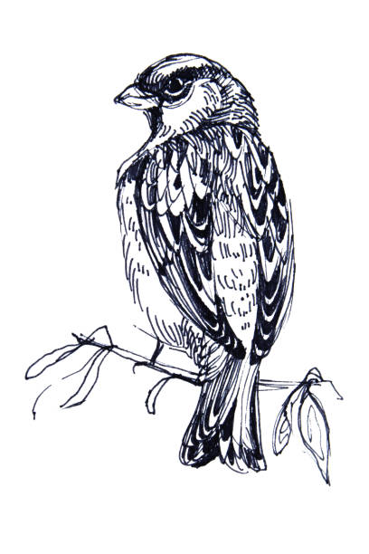 Drawing black marker bird on white background Drawing black marker bird on white background hand-drawn sketch songbird illustrations stock illustrations