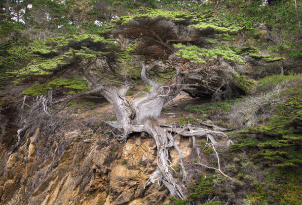 Taken at Point Lobos State Reserve near Monterey California.