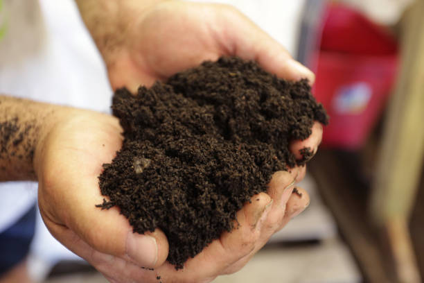 istock Gardener Holds Soil in His Hands 1200624272