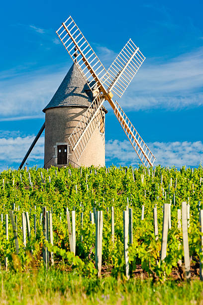 A windmill in Burgundy, France vineyards with windmill near Chenas, Beaujolais, Burgundy, France beaujolais region stock pictures, royalty-free photos & images