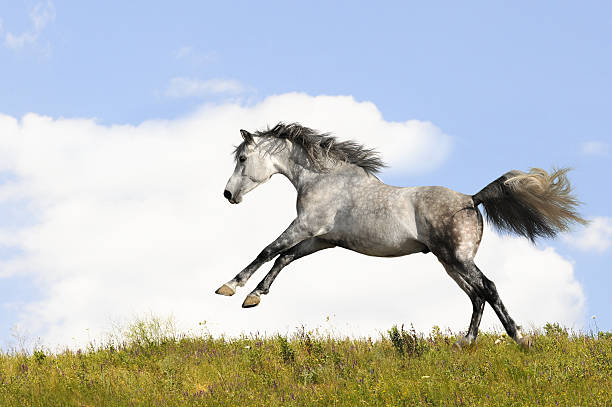 istock white horse runs gallop 120062658
