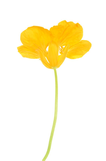 istock Beautiful nasturtium flower 1200627668