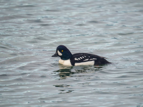 istock A Male Barrow’s goldeneye, Vancouver, BC, Canada 1200630271