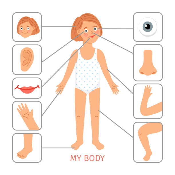 Girl Body Parts Preschool Female Child Body Parts Cartoon Vector  Illustration Arm And Leg Nose And Eye Hair And Neck Stock Illustration -  Download Image Now - iStock