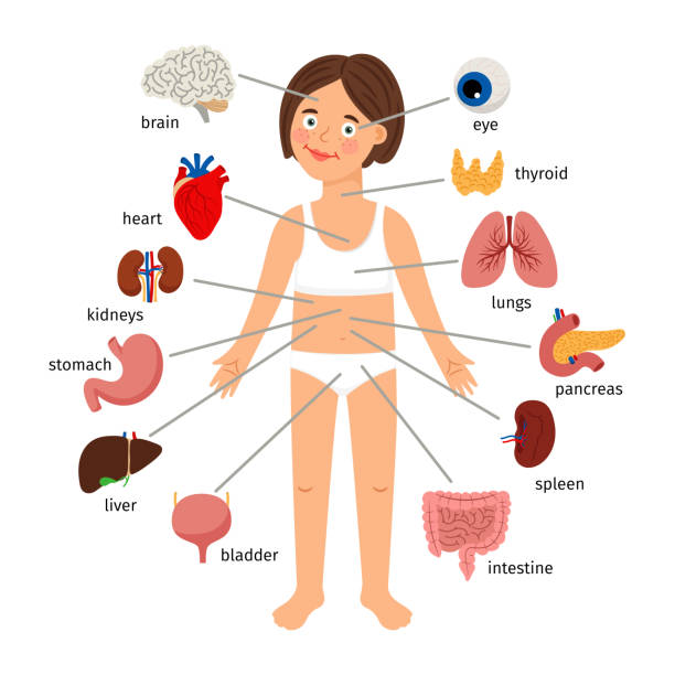 mädchen innere organe. weibliche menschliche innere organe auf mädchen körper infografik diagramm für kinder bildung - magen grafiken stock-grafiken, -clipart, -cartoons und -symbole