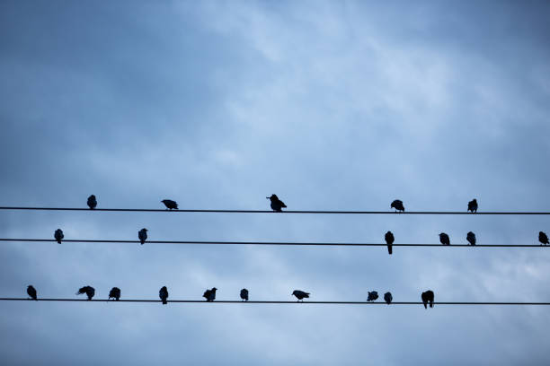 istock Silhouette of black crows on telephone wire against a twilight sky 1200633389