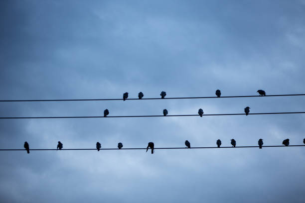 istock Silhouette of black crows on telephone wire against a twilight sky 1200633399
