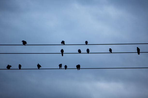 istock Silhouette of black crows on telephone wire against a twilight sky 1200633400