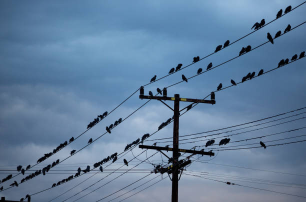 Black crows on power telephone wires against a cloudy sky just before nightfall